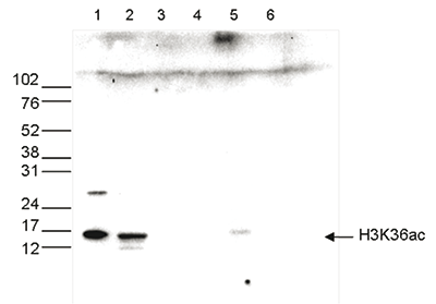 H3K36ac Antibody validated in Western Blot